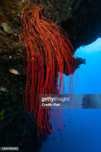 spectacular hanging garden, red whip coral ellisella sp. at deep overhang, palau, micronesia - palau stock pictures, royalty-free photos & images