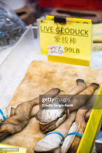 geoduck clams on sale at market - geoduck stock-fotos und bilder