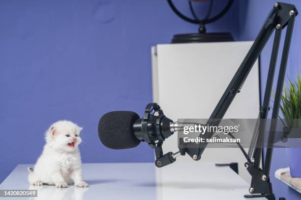 photo of white british shorthair cat using microphone for podcasting - podcasting mic stock pictures, royalty-free photos & images