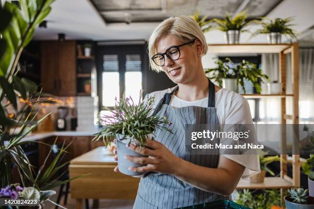 a blond woman is taking care of her houseplants - maca plant stock pictures, royalty-free photos & images