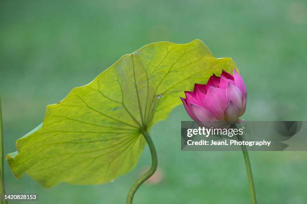 hot pink lotus flower and leaf - lotus leaf photos et images de collection