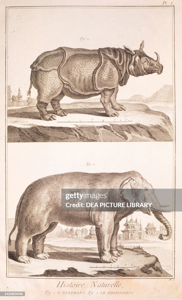 Plate showing rhinoceros and elephant