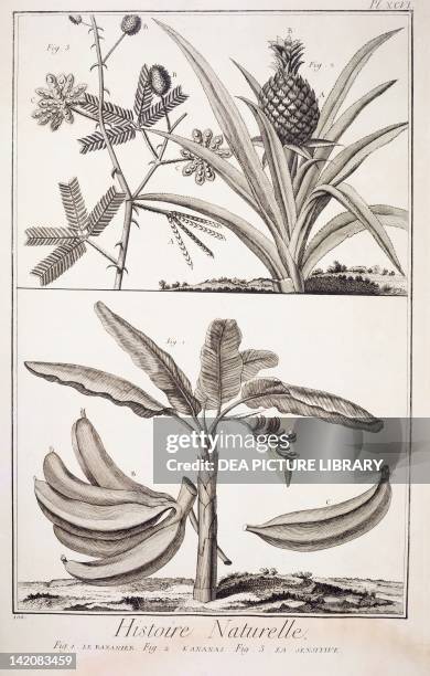 Plate showing banana tree, pineapple plant and sensitive plant. Engraving from Denis Diderot, Jean Baptiste Le Rond d'Alembert, L'Encyclopedie,...