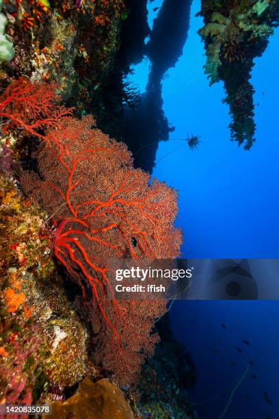 bizarre seascape with large soft coral fan siphonogorgia godeffroyi at a drop-off in palau - crinoid stockfoto's en -beelden