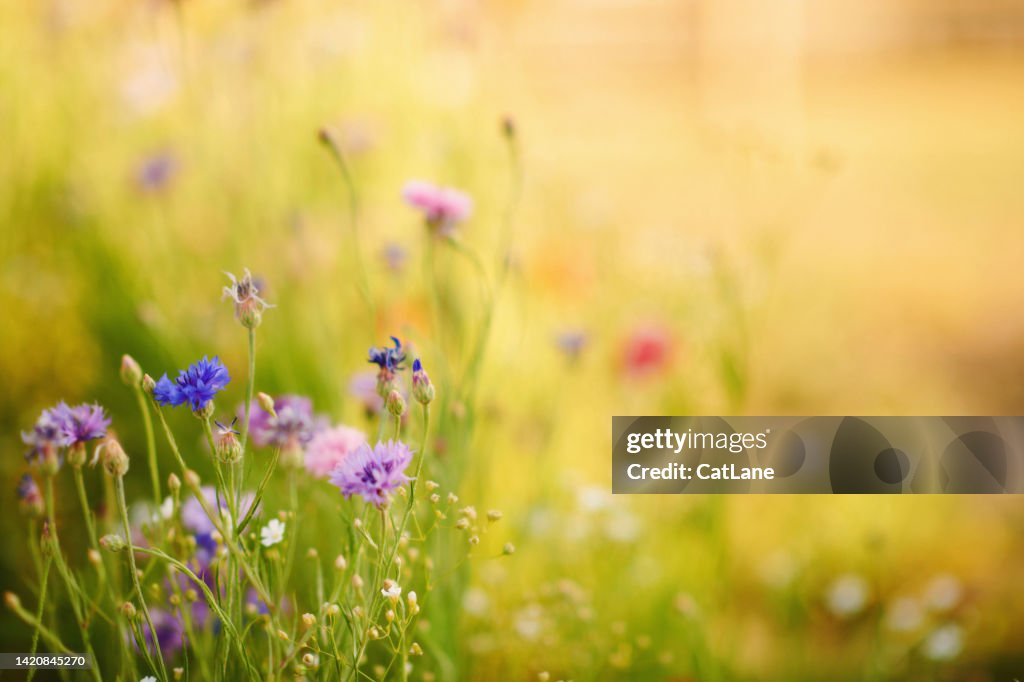 Patio trasero de verano con flores silvestres vibrantes y luz solar cálida con espacio de copia