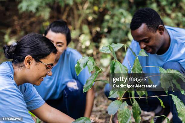 volunteers planting trees in the natural park - reforestation stock pictures, royalty-free photos & images