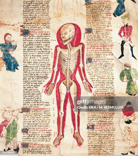 The human skeleton from the De Arte Phisicali et de Cirurgia by John Arderne, Latin manuscript, 15th Century.