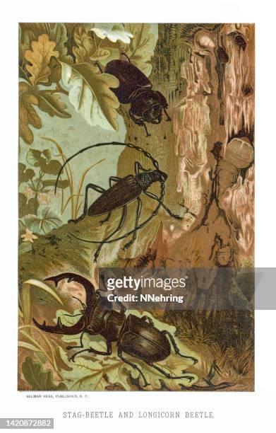 chromolithograph of stag beetle and longhorn beetle - 動物學 幅插畫檔、美工圖案、卡通及圖標