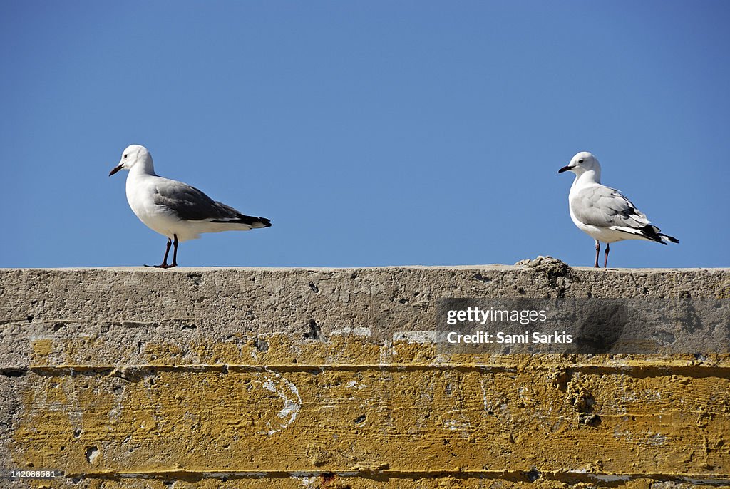 Couple of Seagulls on a wall