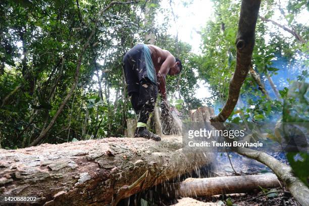 illegal logging - crime board stock pictures, royalty-free photos & images