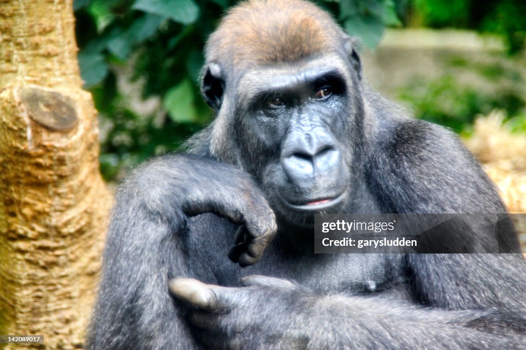 Gorilla deep in thought