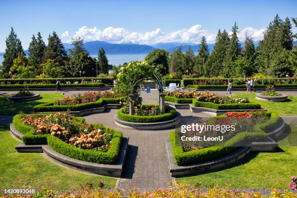 rose garden in university of british columbia (ubc) campus, vancouver, canada - university of british columbia stock pictures, royalty-free photos & images