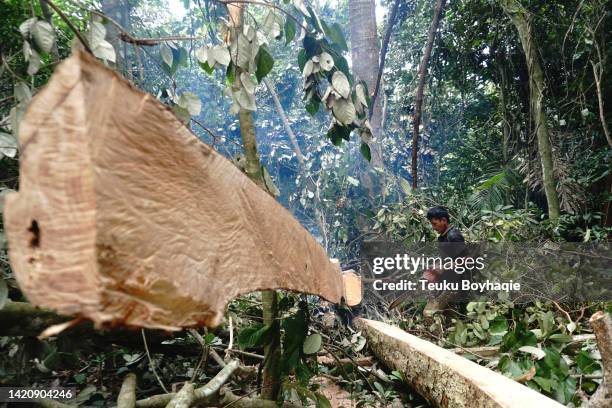 illegal logging - rainforest destruction stock pictures, royalty-free photos & images