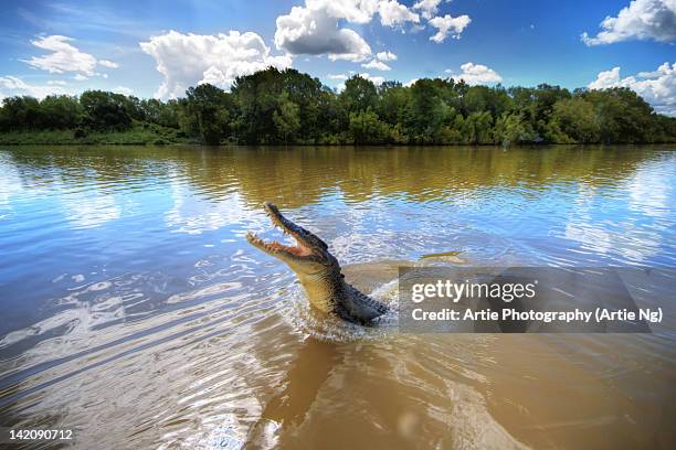 jumping crocodile in adelaide river, darwin - darwin crocodiles photos et images de collection