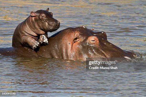 hippo baby enjoying life on mum's back - jungtier stock-fotos und bilder