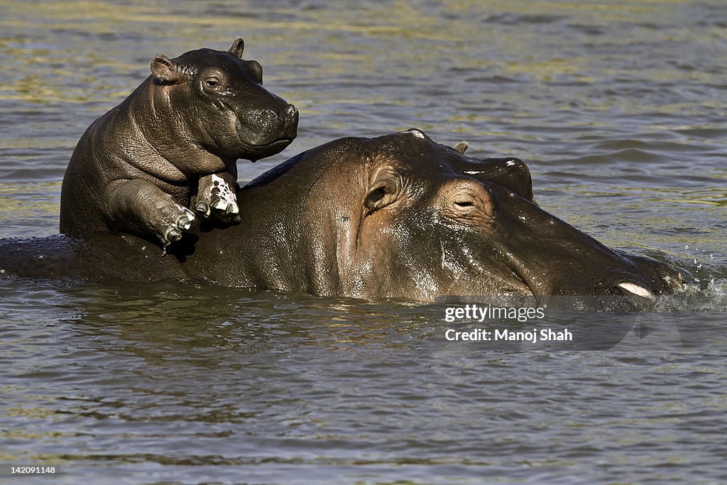 Hippo baby enjoying life on mum's back