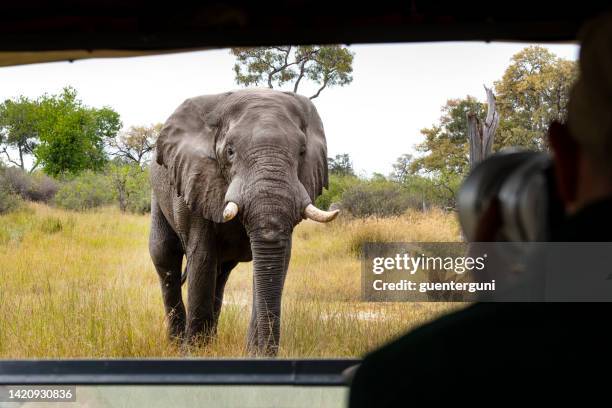 african elephant very close to a safari vehicle, okavango delta, botswana, africa - botswana okavango stock pictures, royalty-free photos & images