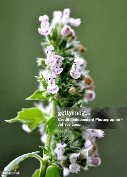 nepeta cataria - catmint stock pictures, royalty-free photos & images