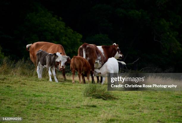 cow and calf - suckling stock pictures, royalty-free photos & images