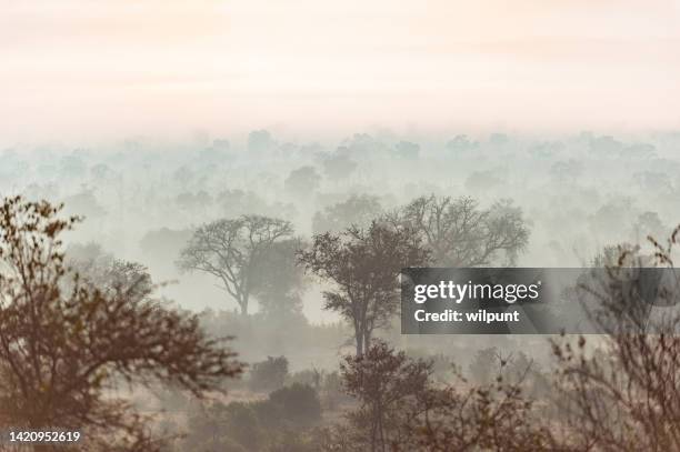 this is africa - tan wattle stock pictures, royalty-free photos & images