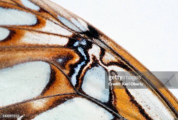 the detail of a butterfly wing is pictured in lake tahoe, nevada. - butterfly wings stock pictures, royalty-free photos & images
