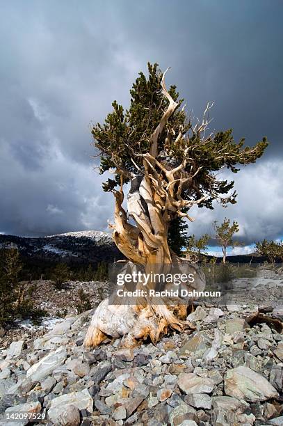 a bristlecone pine tree grows in the wheeler peak grove in great basin national park, nv. - great basin fotografías e imágenes de stock