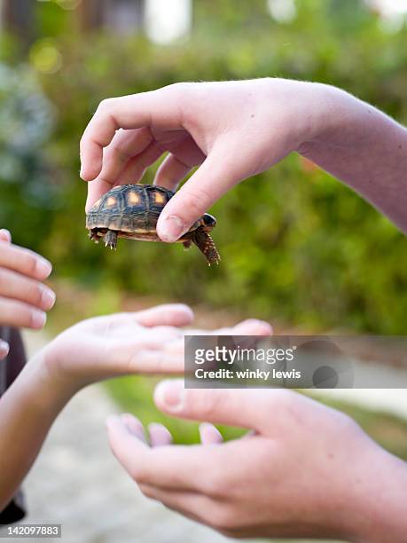 kids share the turtle - anguilla photos et images de collection