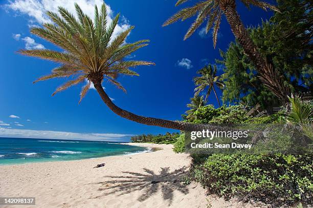 a low hanging palm tree at sunset beach. - sunset beach hawaï stockfoto's en -beelden