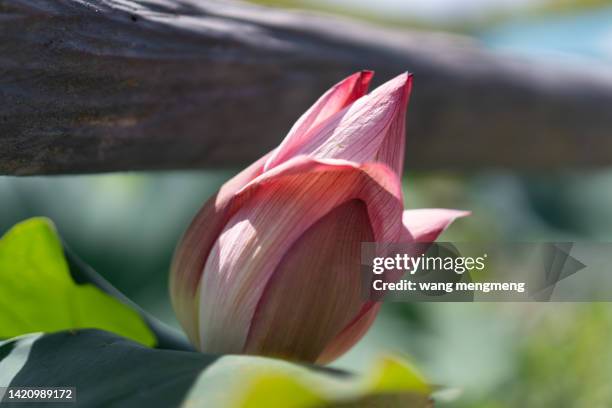 lotus growing through the railing - magnolio fotografías e imágenes de stock