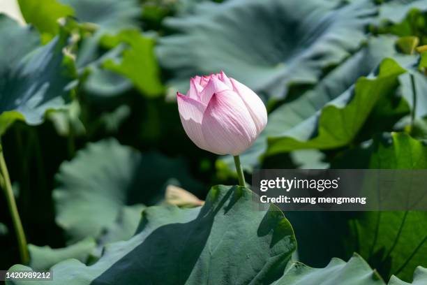 budding lotus - 綠色 stock pictures, royalty-free photos & images