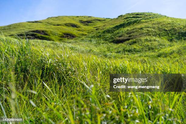 green meadow under blue sky - grasland stock-fotos und bilder