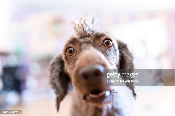 funny portrait of a dog with bulging eyes - ugliness stockfoto's en -beelden