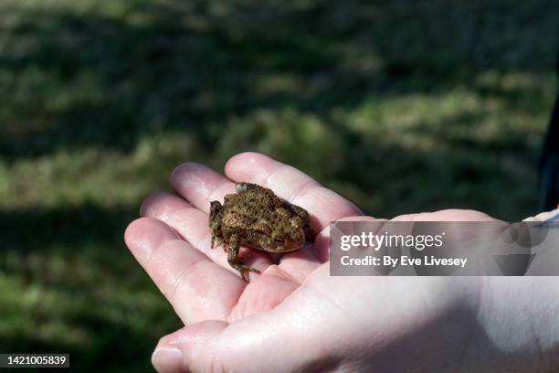 baby toad - woman frog hand stockfoto's en -beelden