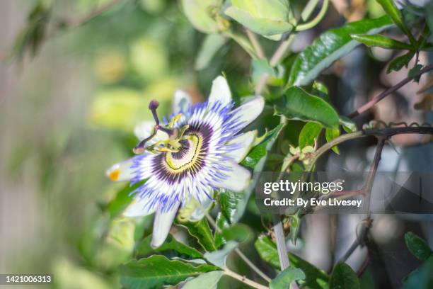 passiflora flower - stamen fotografías e imágenes de stock