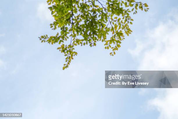 beech tree leaves - overhangend stockfoto's en -beelden