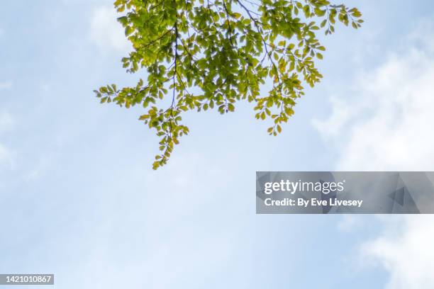 beech tree leaves - beech wood texture stock pictures, royalty-free photos & images