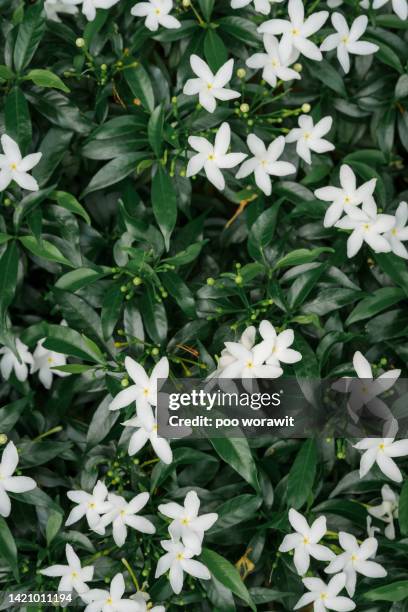 white flower background - jasmine foto e immagini stock