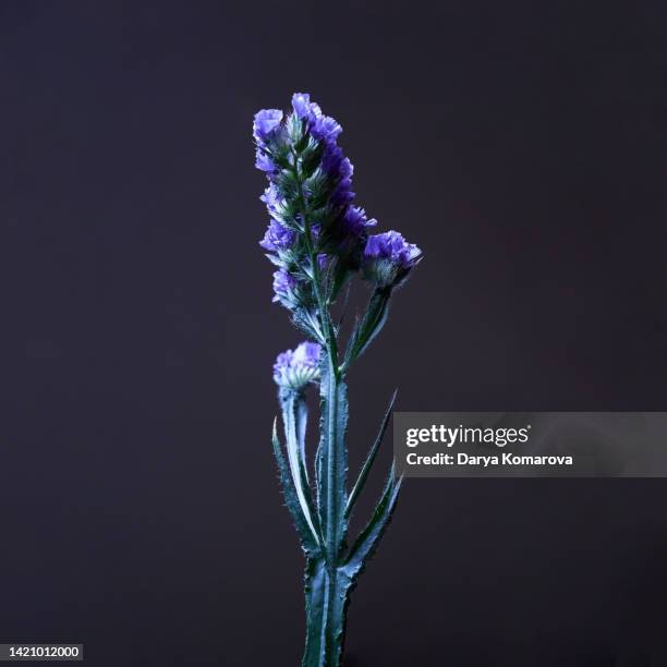 beautiful blue flower on the dark grey background in the studio. minimalism, modern art, silhouettes, trendy colours in a square composition. - dark blue flowers stock pictures, royalty-free photos & images