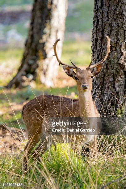 deer with antlers looking at the camera, deer in the middle of the forest, wildlife, fauna and nature - deer eye stockfoto's en -beelden
