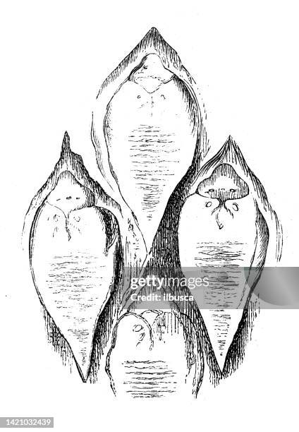 antike illustration, geologie: lepidodendronrinde - tree bark stock-grafiken, -clipart, -cartoons und -symbole