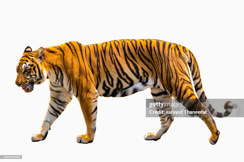 Tiger White background Isolate full body