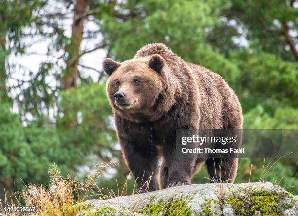 oso pardo en una roca - oso fotografías e imágenes de stock