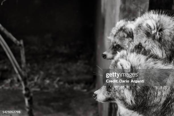 raccoon dog - tanuki stock pictures, royalty-free photos & images