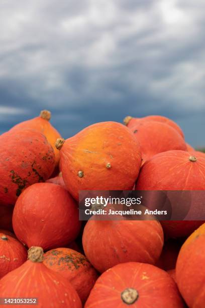 close up of pumpkins that are for sale on a street stand with dramatic sky - hokaido pumpkin stock pictures, royalty-free photos & images