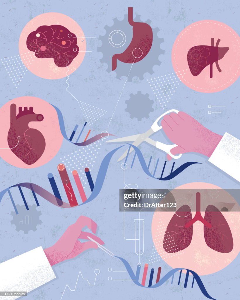 Bioengineered Organs Simple Human Organs Dna Genetic Engineering High-Res Vector Graphic - Getty Images