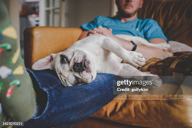 cachorro dormindo no colo - couch potato expressão em inglês - fotografias e filmes do acervo