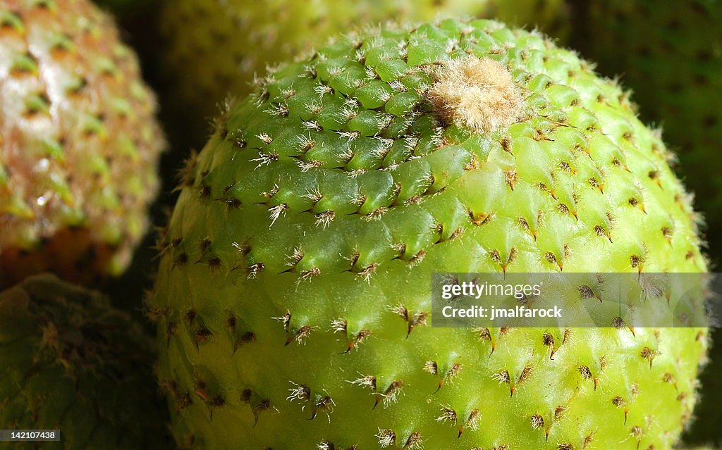 Copao cactus