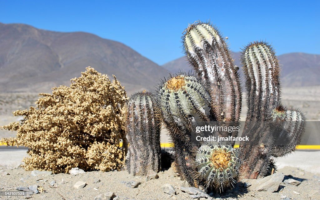 Cactus