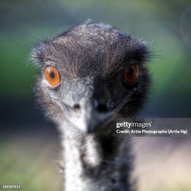 Finding Emu 23 Emu Park Queensland Stock Photos, High-Res Pictures, and Images ...