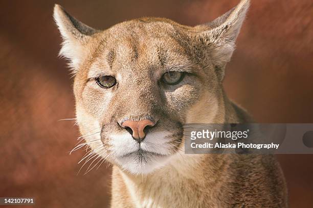 close up of mountain lion - cougar fotografías e imágenes de stock